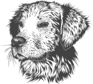 Dog Teeth Gums Pulling Away: Veterinary Care and Solutions!