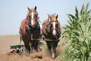 Amish Teeth Pulling Punishment: Understanding the Practice!