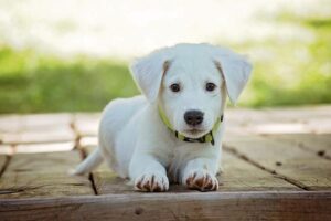 How Much to Have a Dog’s Tooth Removed? Veterinary Expense Breakdown