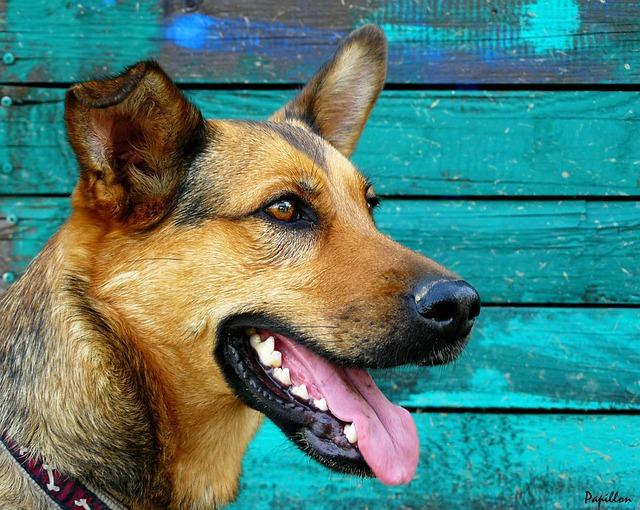 Do Vets Pull Dogs’ Teeth? Veterinary Procedures Explained!