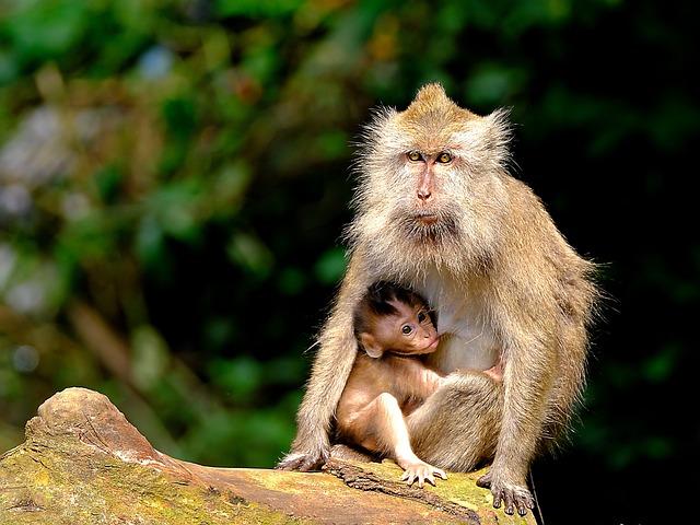 Can I Breastfeed After Wisdom Teeth Removal? Post-Surgery Care Tips