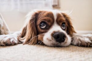 How Much Does It Cost to Remove a Dog’s Tooth? Veterinary Expenses