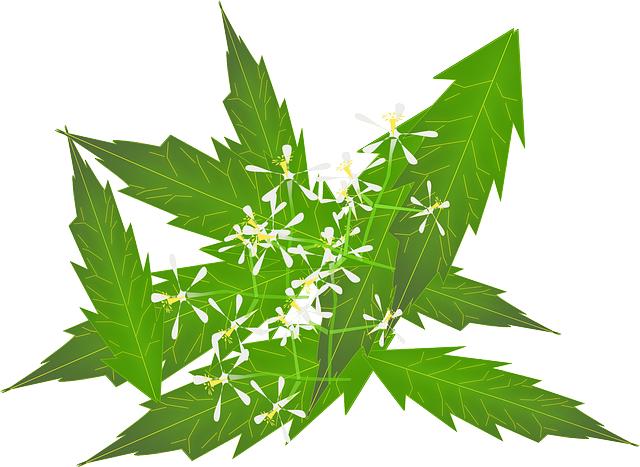 Ayurveda Oil Pulling for Teeth: Traditional Oral Care Methods!