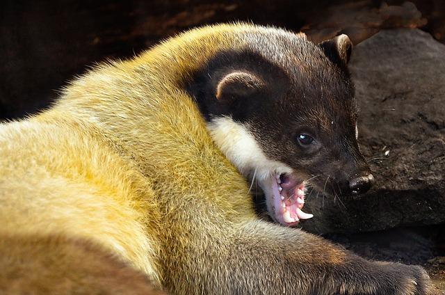 Gold Teeth Pull Outs: Stylish Dental Transformations!