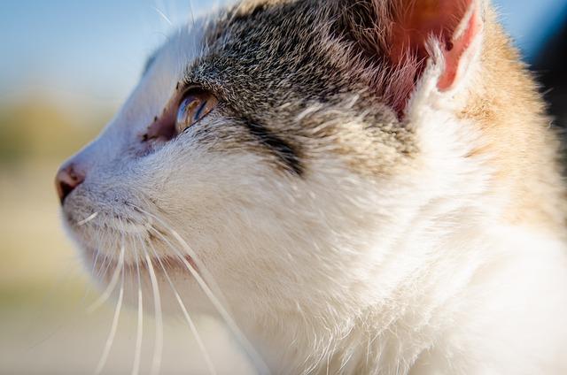 Vet Says Cat Needs Teeth Pulled: Understanding Feline Dental Health