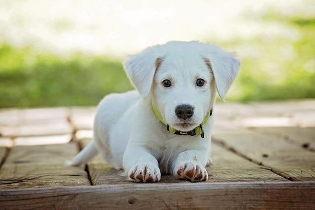 How to Remove a Dog’s Loose Tooth? Veterinary Dental Care Tips